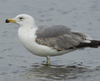 Larus armenicus